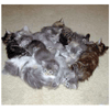 When Kittens Mosh